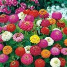 10 PCS Seeds Flower Red