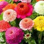 10 PCS Seeds Flower Red