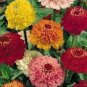 10 PCS Seeds Flower Red