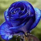 400 PCS Seeds New Fresh Blue Rose Shrub Flowers Seeds for Home Garden 400 PCS Seeds New Fresh Blue Rose Shrub Flowers Seeds for Home Garden