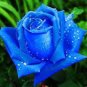 400 PCS Seeds New Fresh Blue Rose Shrub Flowers Seeds for Home Garden