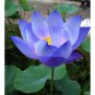 40 PCS Seeds New Fresh Nelumbo Nucifera Blue Lotus