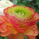 100 PCS Seeds New Fresh Scabiosa Flower Plantas Perennial Home Garden 100 PCS Seeds New Fresh Scabiosa Flower Plantas Perennial Home Garden
