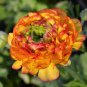 100 PCS Seeds New Fresh Scabiosa Flower Plantas Perennial Home Garden