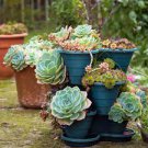 100 PCS Seeds New Fresh Succulents Bonsai Rare Sempervivum Mix Succulent