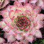 100 PCS Seeds New Fresh Succulents Bonsai Rare Sempervivum Mix Succulent