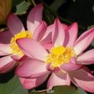 40 PCS Seeds New Fresh Nelumbo Nucifera Pink Lotus 40 PCS Seeds New Fresh Nelumbo Nucifera Pink Lotus