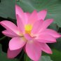 40 PCS Seeds New Fresh Nelumbo Nucifera Pink Lotus