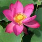 40 PCS Seeds New Fresh Nelumbo Nucifera Pink Lotus