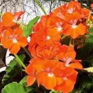 10 PCS Seeds New Geranium Maverick Orange Perennial Flower 10 PCS Seeds New Geranium Maverick Orange Perennial Flower