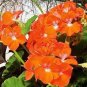 10 PCS Seeds New Geranium Maverick Orange Perennial Flower