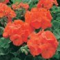 10 PCS Seeds New Geranium Maverick Orange Perennial Flower