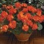10 PCS Seeds New Geranium Maverick Orange Perennial Flower