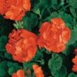 10 PCS Seeds New Geranium Maverick Orange Perennial Flower