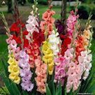 50 PCS Seeds New Gladiolus Perennial Flower