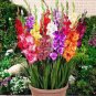 50 PCS Seeds New Gladiolus Perennial Flower