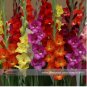 50 PCS Seeds New Gladiolus Perennial Flower