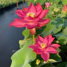 1 PCS Seeds New Golden Red Nelumbo Nucifera Pond Lotus