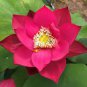 1 PCS Seeds New Golden Red Nelumbo Nucifera Pond Lotus