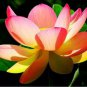 1 PCS Seeds New Golden Red Nelumbo Nucifera Pond Lotus
