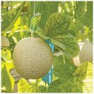 20 PCS Seeds New Green Muskmelon Sweet Melon 20 PCS Seeds New Green Muskmelon Sweet Melon