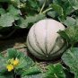 20 PCS Seeds New Green Muskmelon Sweet Melon