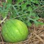 20 PCS Seeds New Green Muskmelon Sweet Melon