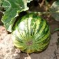 20 PCS Seeds New Green Muskmelon Sweet Melon