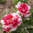 5 PCS Seeds New Heirloom Red Pink Peony Shrub Flower 5 PCS Seeds New Heirloom Red Pink Peony Shrub Flower