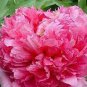 5 PCS Seeds New Heirloom Red Pink Peony Shrub Flower