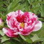 5 PCS Seeds New Heirloom Red Pink Peony Shrub Flower