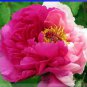 5 PCS Seeds New Heirloom Red Pink Peony Shrub Flower