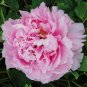 5 PCS Seeds New Heirloom Water Pink Red StripeTree Peony Flower 'Hua Xin'