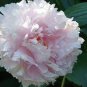 5 PCS Seeds New Heirloom Water Pink Red StripeTree Peony Flower 'Hua Xin'
