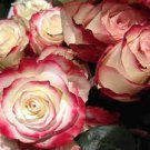 20 PCS Seeds New Hierloom Rose High Germination Rate Stunning Blooms Balcony