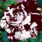 20 PCS Seeds New Hierloom Rose High Germination Rate Stunning Blooms Balcony