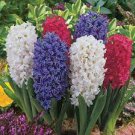 50 PCS Seeds New Hyacinthus Orientalis Bonsai Hyacinth