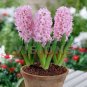 50 PCS Seeds New Hyacinthus Orientalis Bonsai Hyacinth