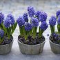 50 PCS Seeds New Hyacinthus Orientalis Bonsai Hyacinth