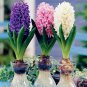 50 PCS Seeds New Hyacinthus Orientalis Bonsai Hyacinth