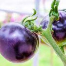 100 PCS Seeds New Hybrid Purple Pearl Cherry Tomato