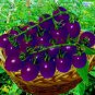 100 PCS Seeds New Hybrid Purple Pearl Cherry Tomato