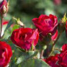 50 PCS Seeds New Hybrid Variety White Red Rose Tree Flower