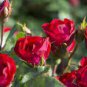 50 PCS Seeds New Hybrid Variety White Red Rose Tree Flower
