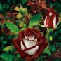 50 PCS Seeds New Hybrid Variety White Red Rose Tree Flower
