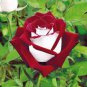 50 PCS Seeds New Hybrid Variety White Red Rose Tree Flower
