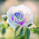 50 PCS Seeds New 'Moonstone' Hydrid White Pink Rose Bonsai Flowers 50 PCS Seeds New 'Moonstone' Hydrid White Pink Rose Bonsai Flowers