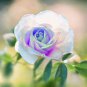 50 PCS Seeds New 'Moonstone' Hydrid White Pink Rose Bonsai Flowers