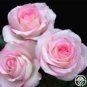 50 PCS Seeds New 'Moonstone' Hydrid White Pink Rose Bonsai Flowers
