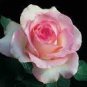50 PCS Seeds New 'Moonstone' Hydrid White Pink Rose Bonsai Flowers